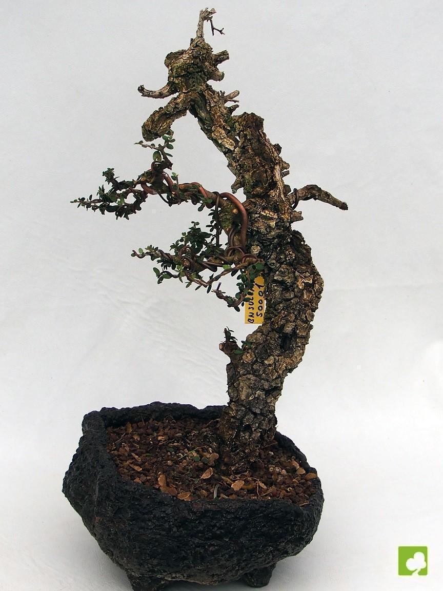 BONSAI ULLASTRE MALLORQUIN BONSAI ULLASTRE MALLORQUIN