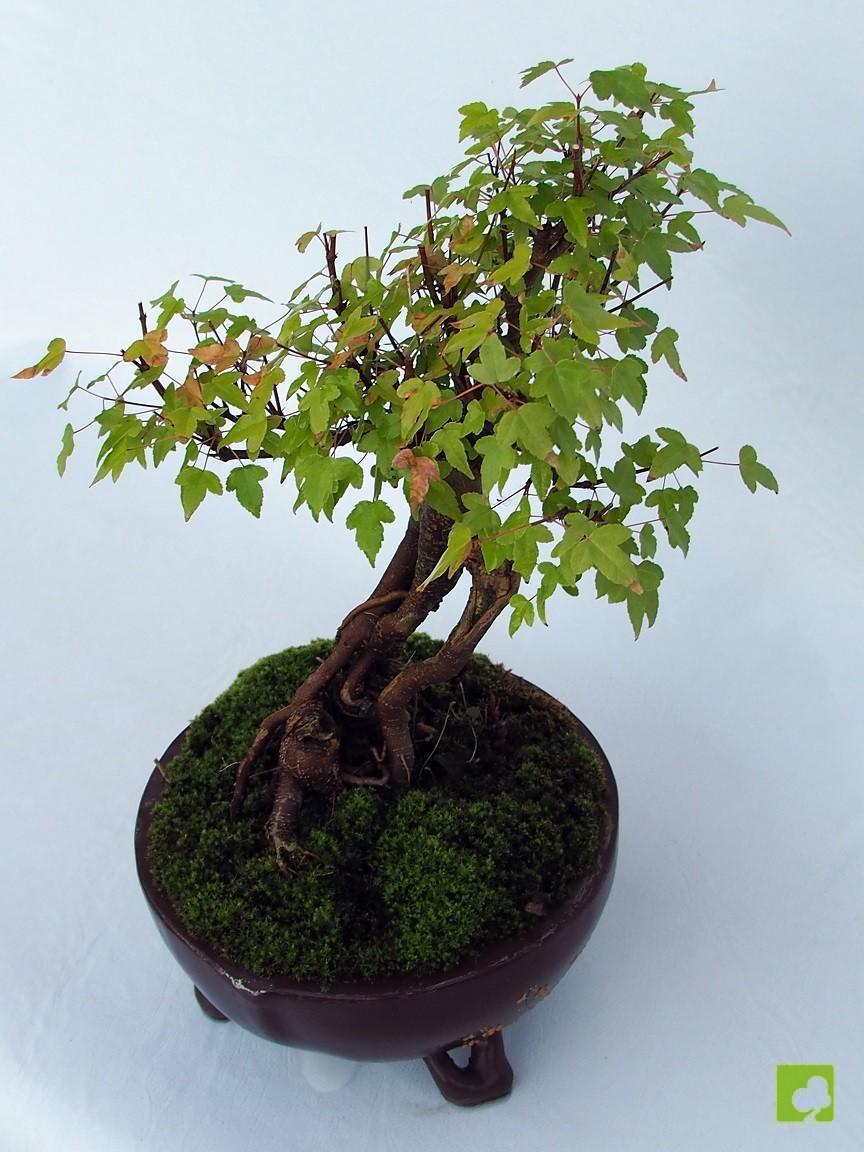 BONSAI ACER BEURGERIANO BONSAI ACER BEURGERIANO