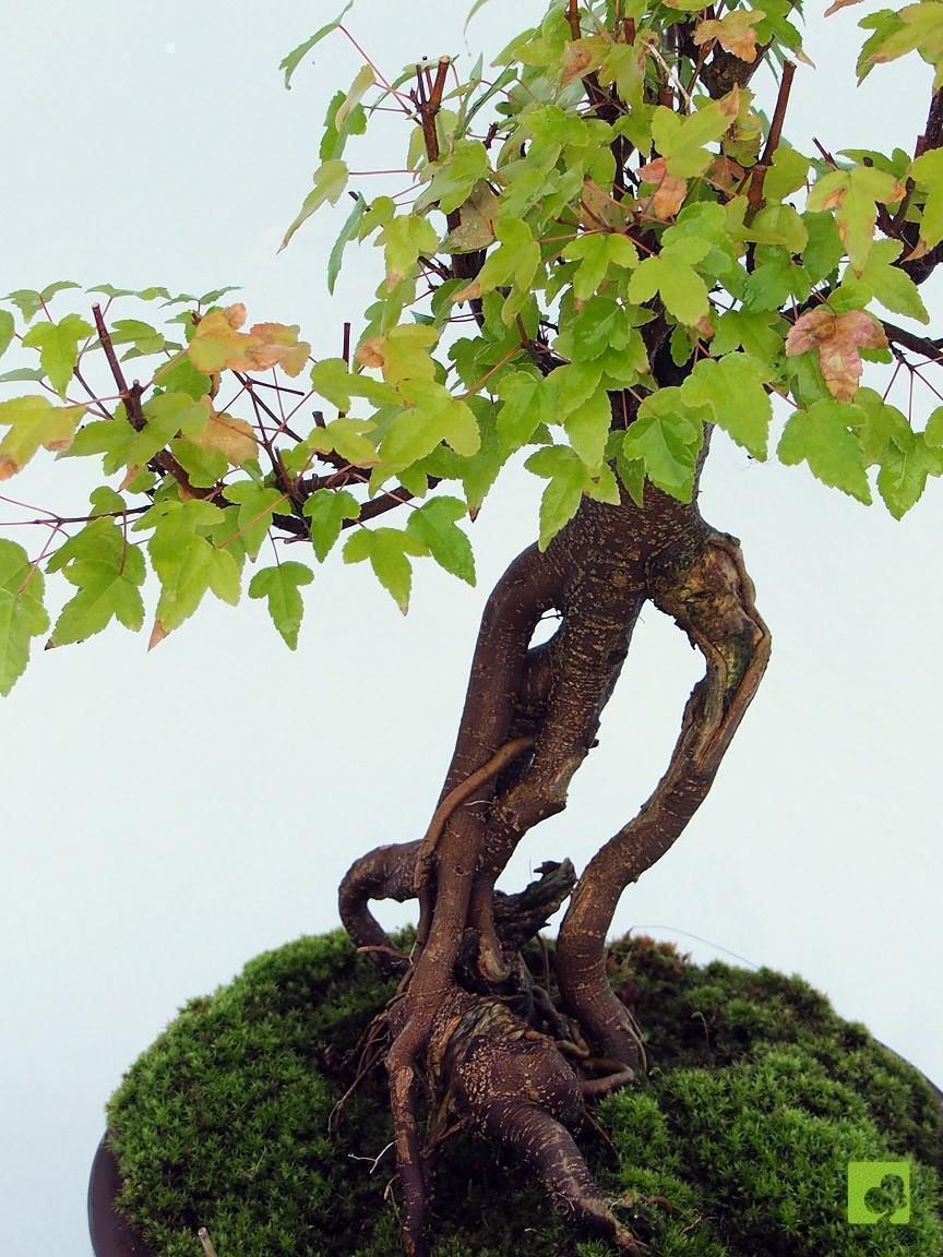 BONSAI ACER BEURGERIANO BONSAI ACER BEURGERIANO