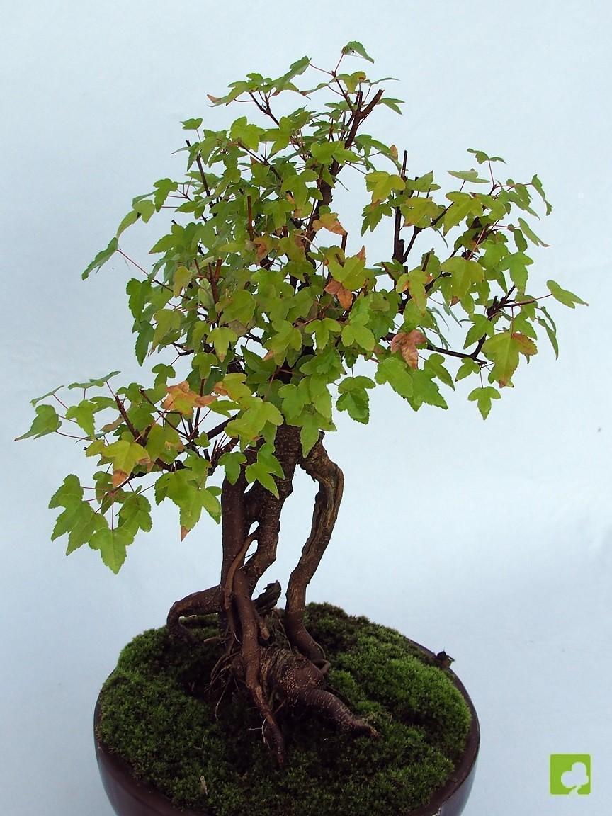 BONSAI ACER BEURGERIANO BONSAI ACER BEURGERIANO