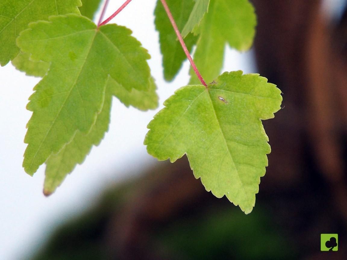 BONSAI ACER BEURGERIANO BONSAI ACER BEURGERIANO
