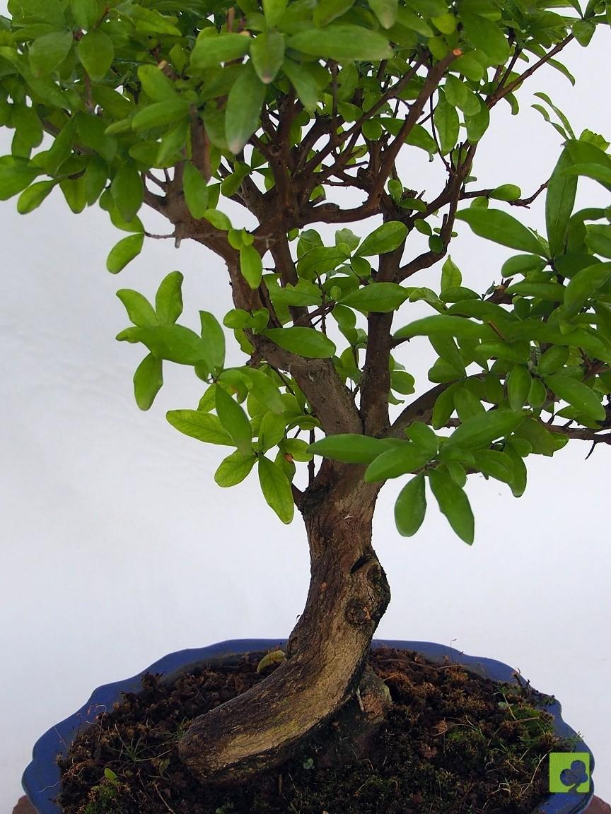 BONSAI GRANADO NEJIKAN BONSAI GRANADO NEJIKAN