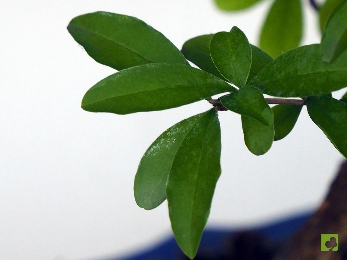 BONSAI GRANADO NEJIKAN BONSAI GRANADO NEJIKAN