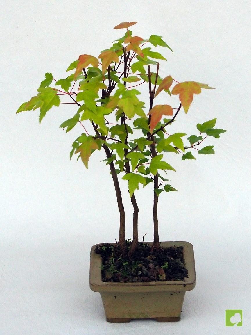 BOSQUE DE ACER BEURGERIANO BOSQUE DE ACER BEURGERIANO