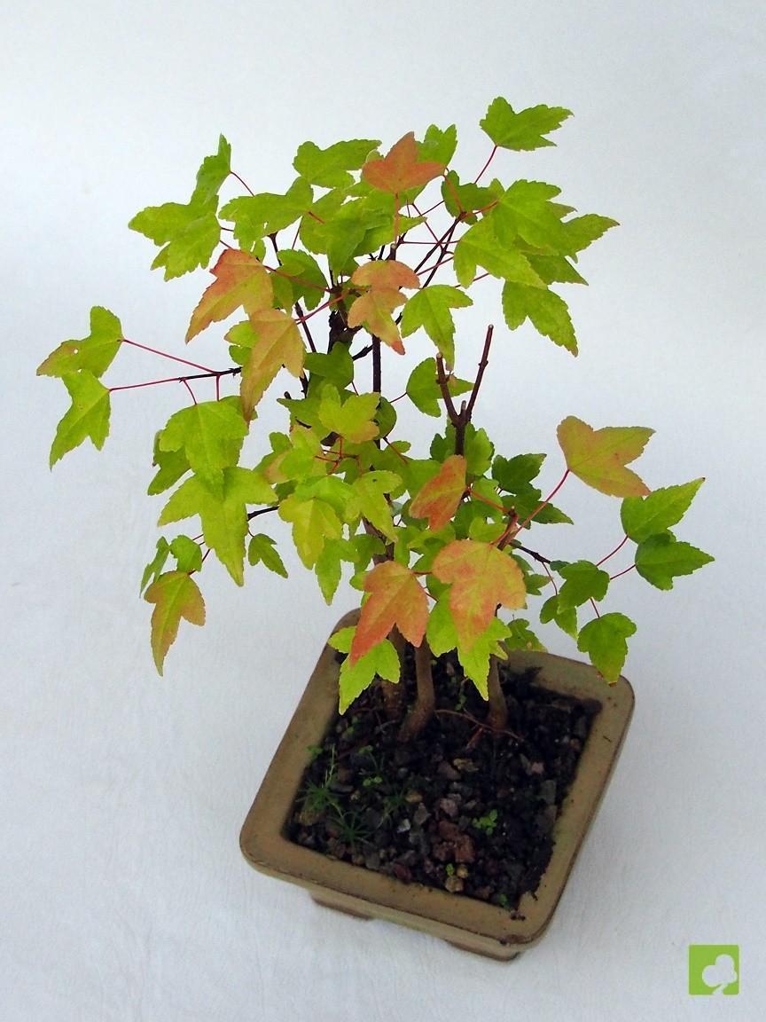 BOSQUE DE ACER BEURGERIANO BOSQUE DE ACER BEURGERIANO