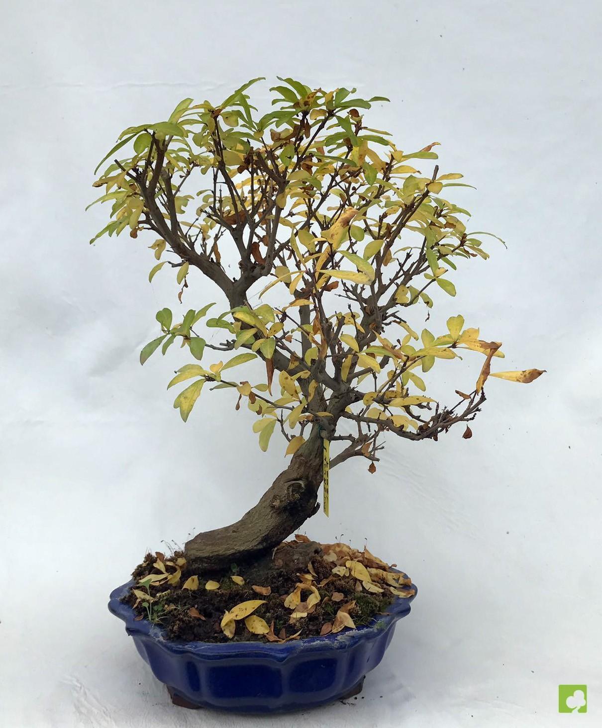 BONSAI GRANADO NEJIKAN BONSAI GRANADO NEJIKAN