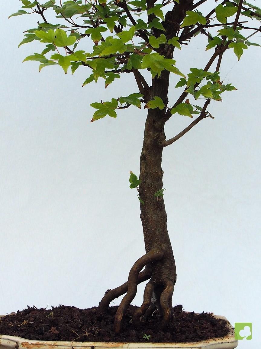 BONSAI ACER BEURGERIANO BONSAI ACER BEURGERIANO