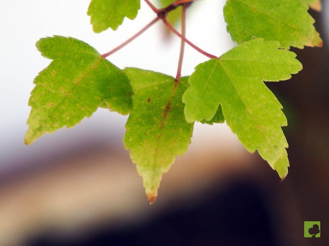 BONSAI ACER BEURGERIANO BONSAI ACER BEURGERIANO