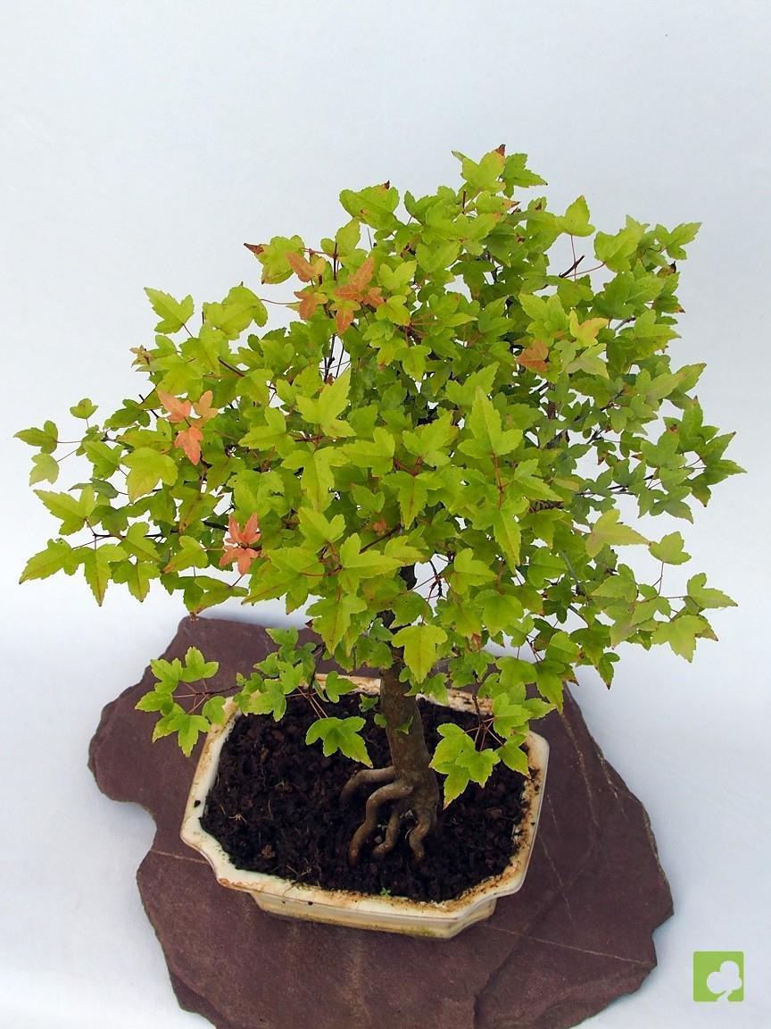 BONSAI ACER BEURGERIANO BONSAI ACER BEURGERIANO