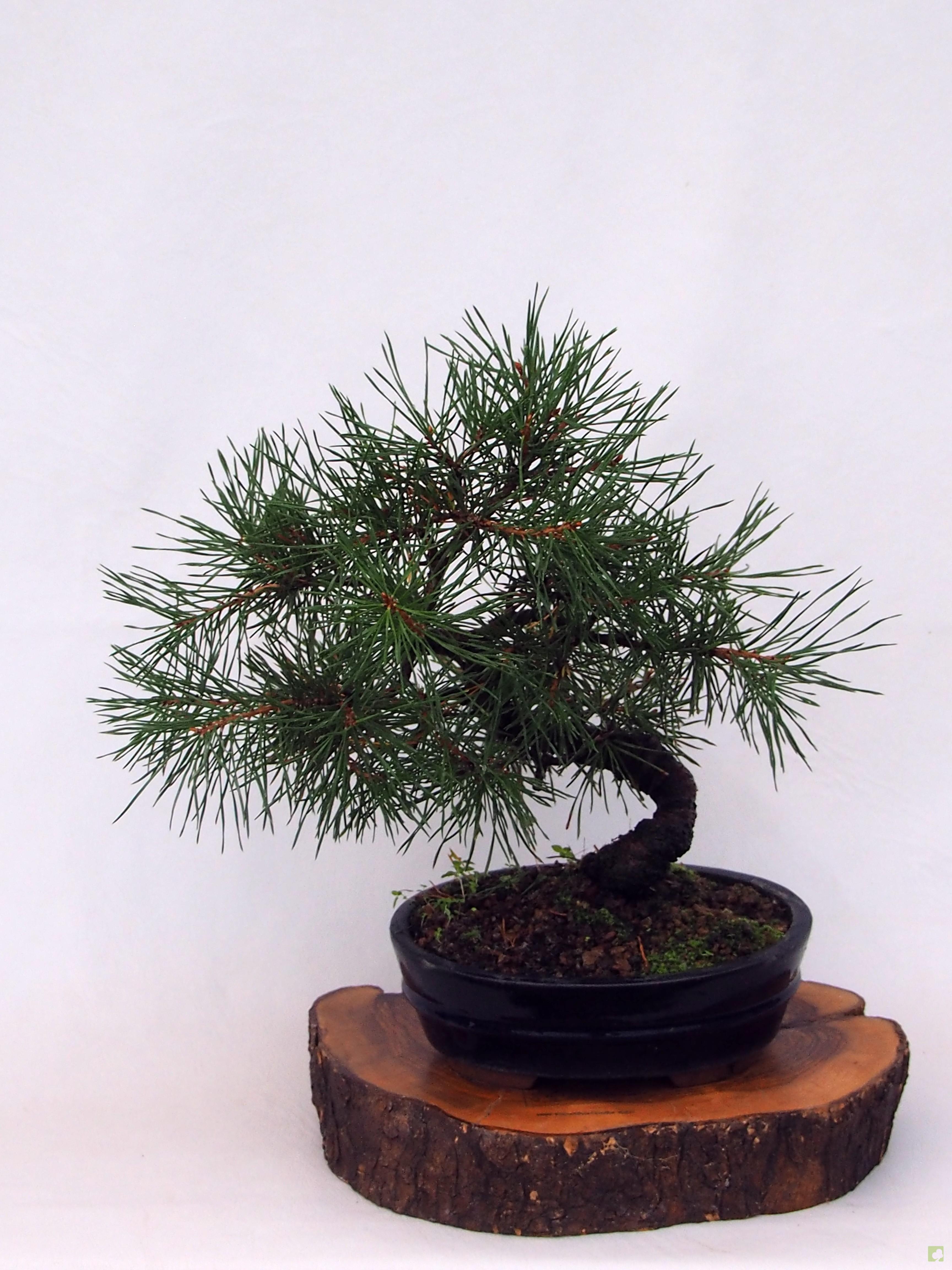 BONSAI PINO SILVESTRIS BONSAI PINO SILVESTRIS
