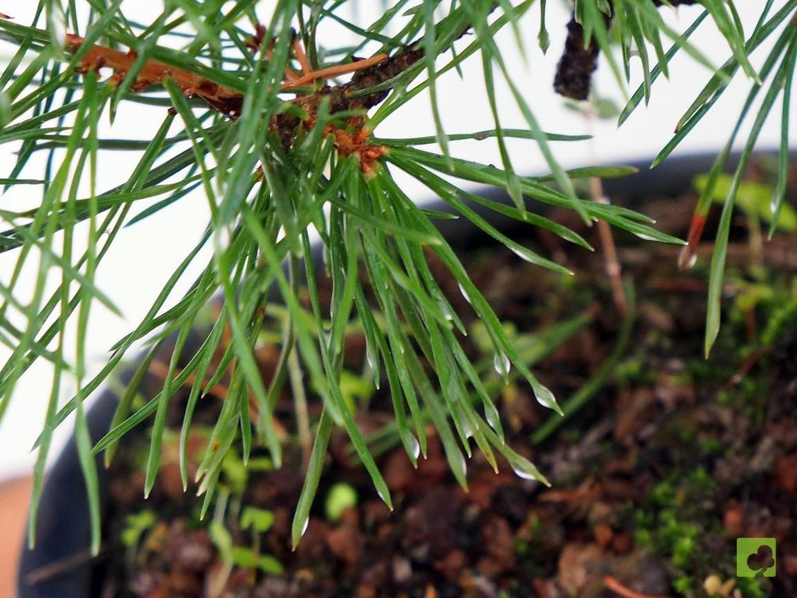 BONSAI PINO SILVESTRIS BONSAI PINO SILVESTRIS