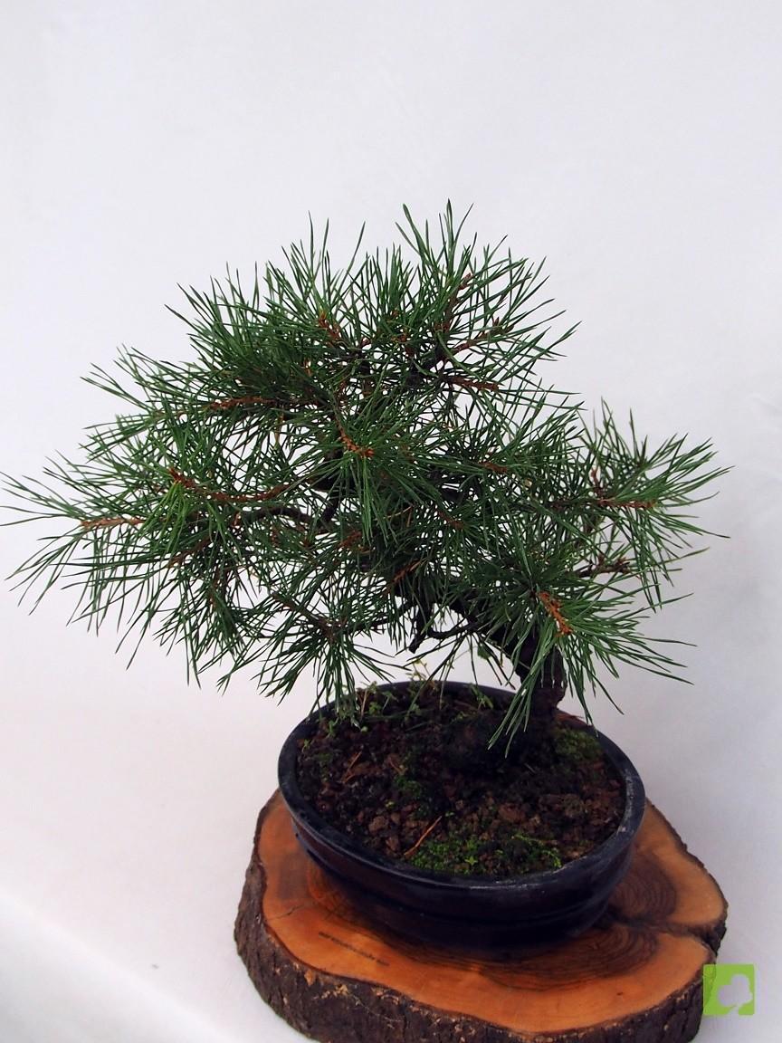 BONSAI PINO SILVESTRIS BONSAI PINO SILVESTRIS