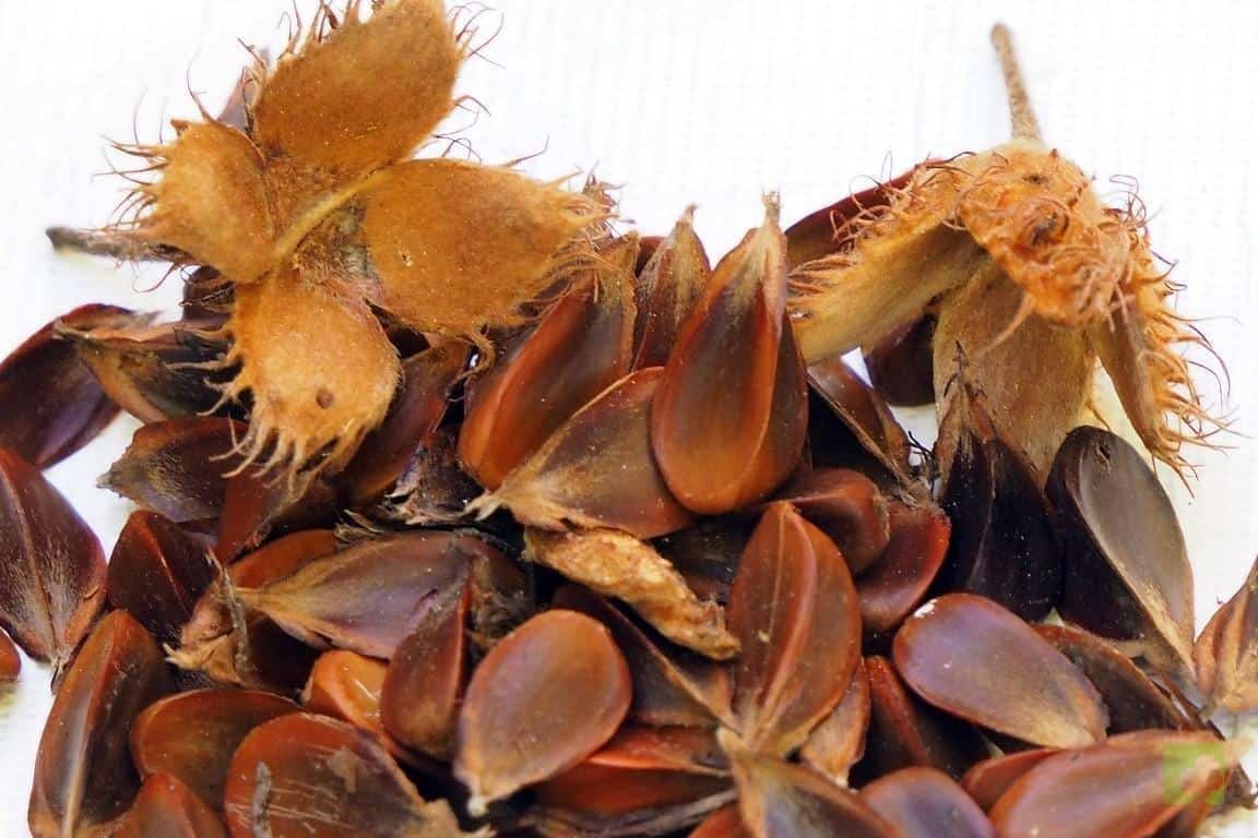 644-Semillas-de-Haya-paquetes-15u