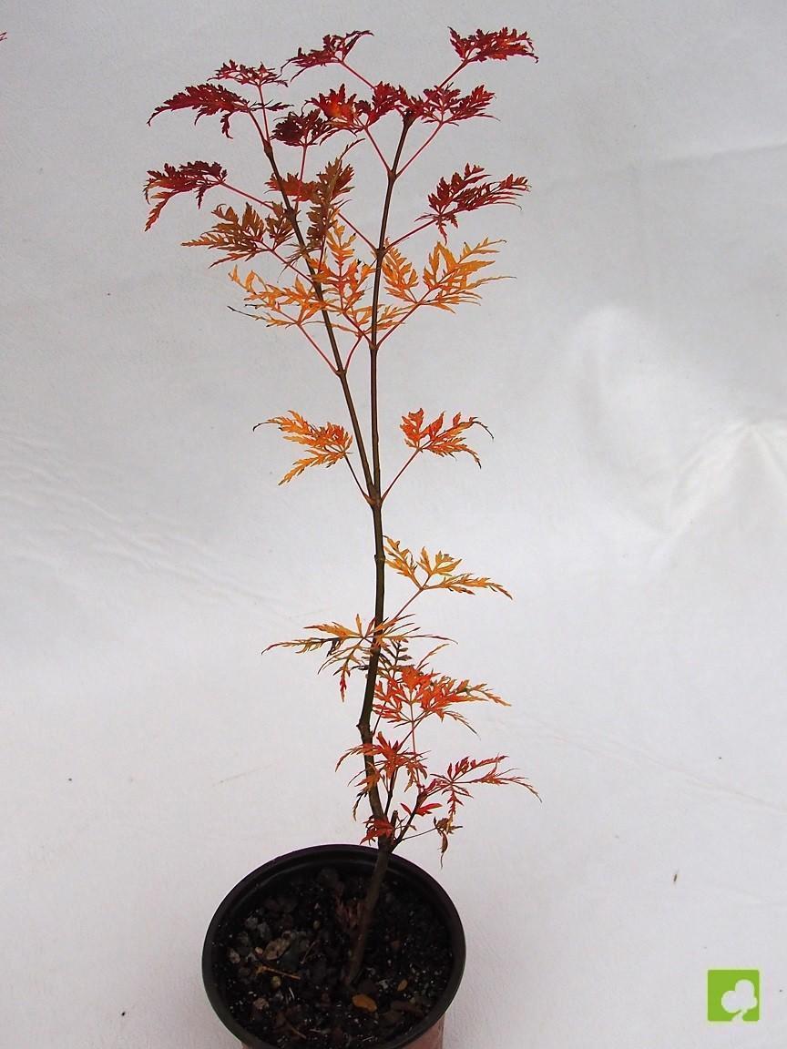 PLANTÓN DE ACER PALMATUM DISSECTUM PLANTÓN DE ACER PALMATUM DISSECTUM