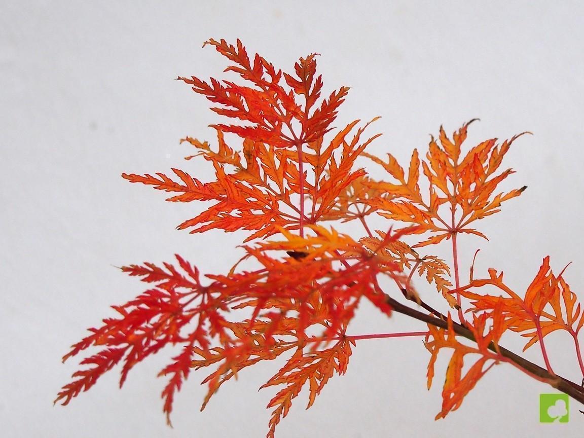 PLANTÓN DE ACER PALMATUM DISSECTUM PLANTÓN DE ACER PALMATUM DISSECTUM