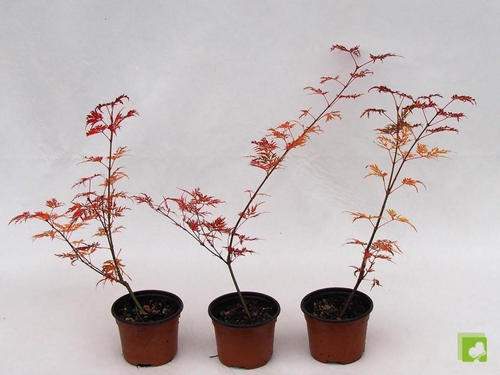 QAUZUY GARDEN 30 Semillas De Hoja De Encaje Rojo De Arce Japonés – Semillas De Arce Japonés Laceleaf – Árbol Colorido Perenne Y Vistoso – Llamativa Pantalla De Privacidad