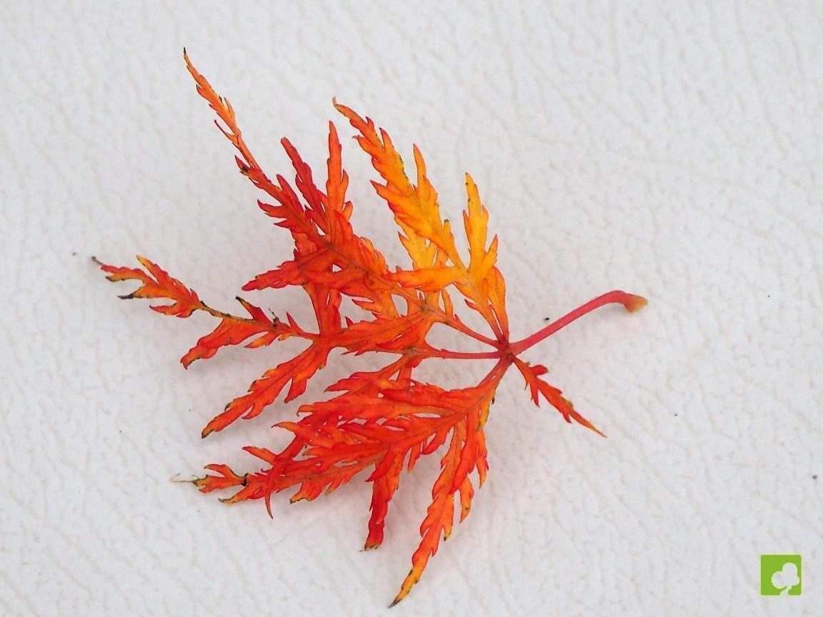 PLANTÓN DE ACER PALMATUM DISSECTUM PLANTÓN DE ACER PALMATUM DISSECTUM