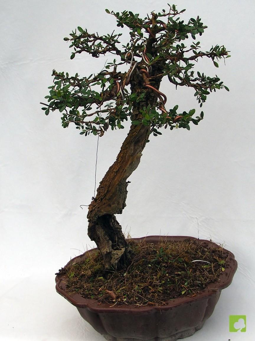 BONSAI ULLASTRE MALLORQUIN BONSAI ULLASTRE MALLORQUIN