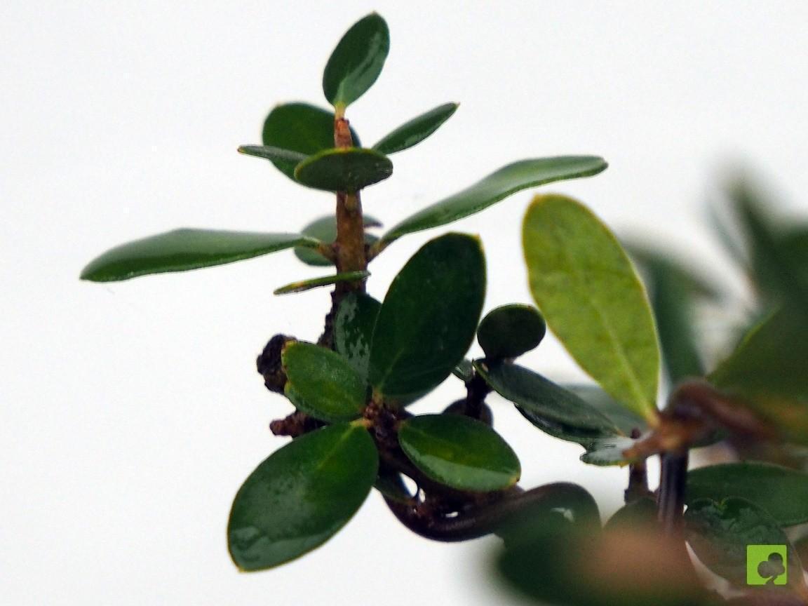 BONSAI ULLASTRE MALLORQUIN BONSAI ULLASTRE MALLORQUIN