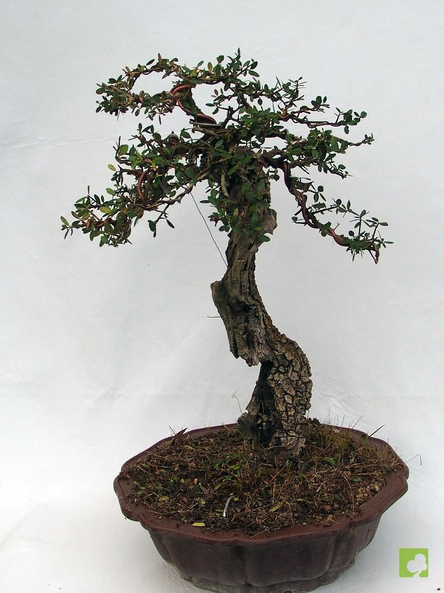 BONSAI ULLASTRE MALLORQUIN BONSAI ULLASTRE MALLORQUIN
