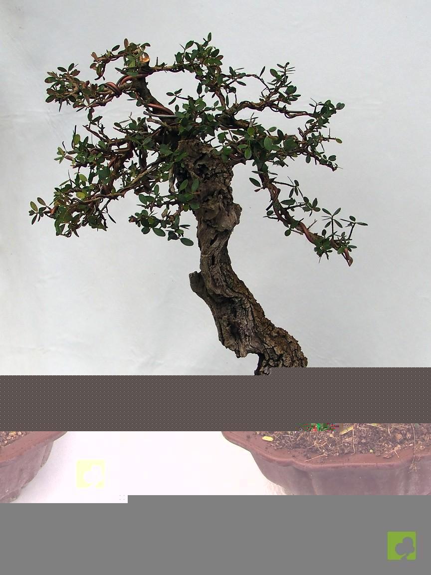 BONSAI ULLASTRE MALLORQUIN BONSAI ULLASTRE MALLORQUIN
