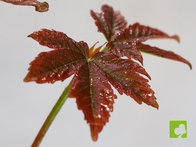 PLANTON ARCE REAL PLANTON ARCE REAL