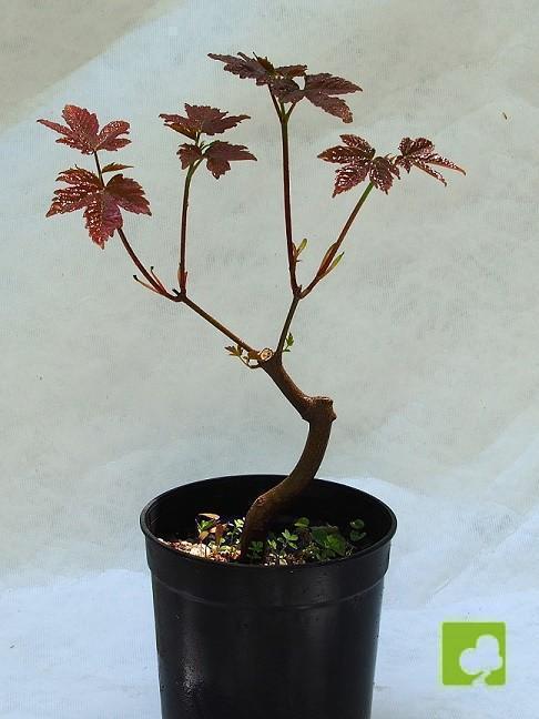 PLANTON ARCE REAL PLANTON ARCE REAL