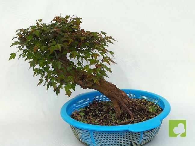 PREBONSAI ACER BEURGERIANO PREBONSAI ACER BEURGERIANO