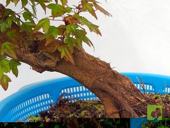 PREBONSAI ACER BEURGERIANO PREBONSAI ACER BEURGERIANO