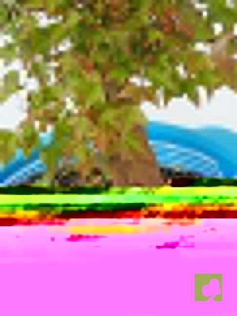 PREBONSAI ACER BEURGERIANO PREBONSAI ACER BEURGERIANO