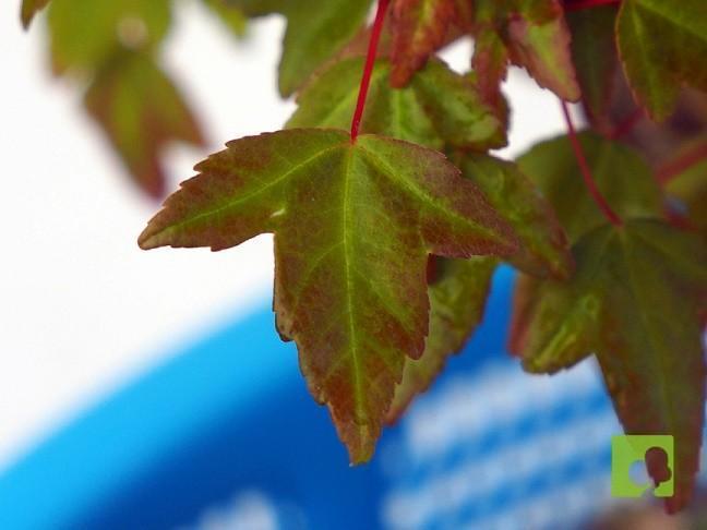 PREBONSAI ACER BEURGERIANO PREBONSAI ACER BEURGERIANO