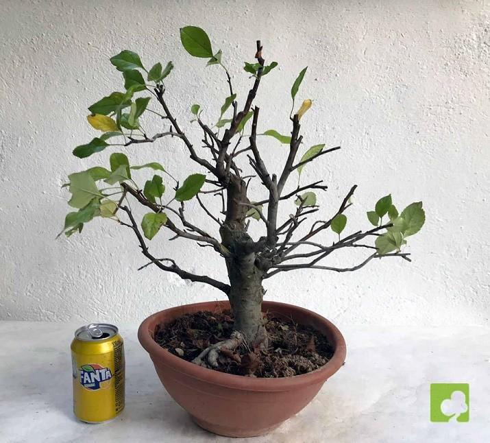 PREBONSAI MALUS SIEBOLDII PREBONSAI MALUS SIEBOLDII