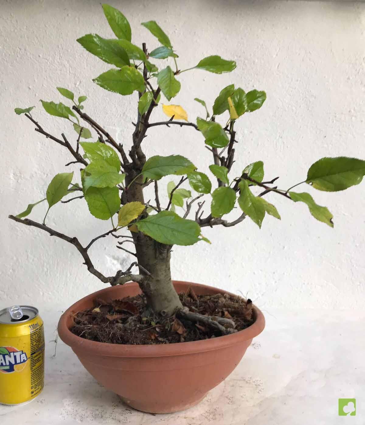 PREBONSAI MALUS SIEBOLDII PREBONSAI MALUS SIEBOLDII