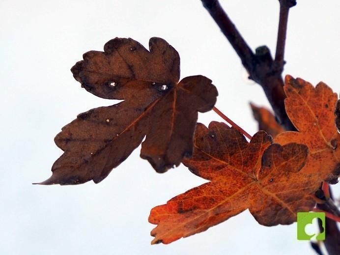 PLANTON ARCE REAL PLANTON ARCE REAL