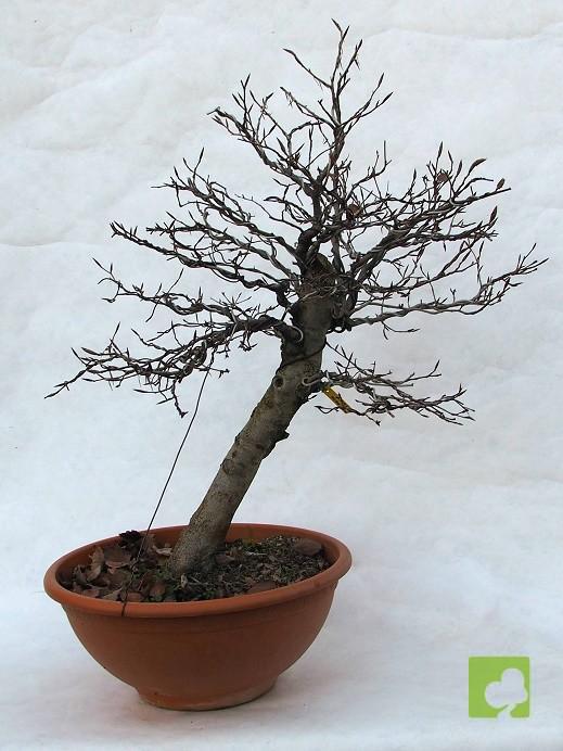 BONSAI DE HAYA BONSAI DE HAYA