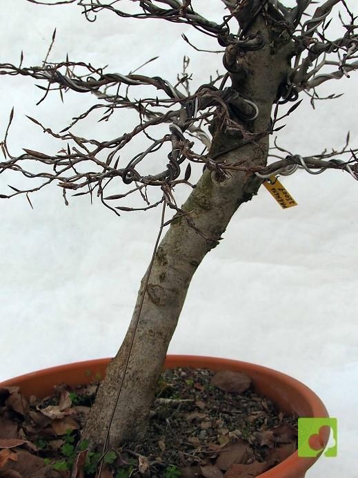 BONSAI DE HAYA BONSAI DE HAYA