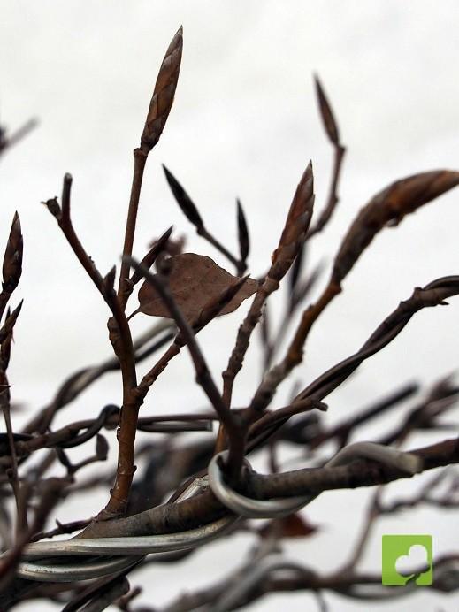 BONSAI DE HAYA BONSAI DE HAYA