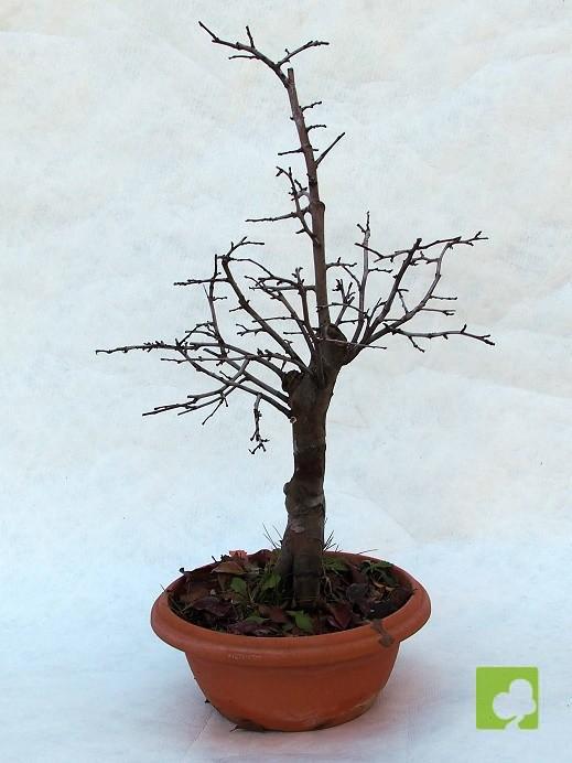PREBONSAI PSEUDOCYNONIA SINESIS PREBONSAI PSEUDOCYNONIA SINESIS