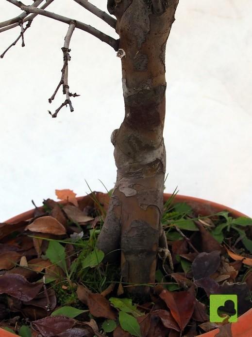 PREBONSAI PSEUDOCYNONIA SINESIS PREBONSAI PSEUDOCYNONIA SINESIS