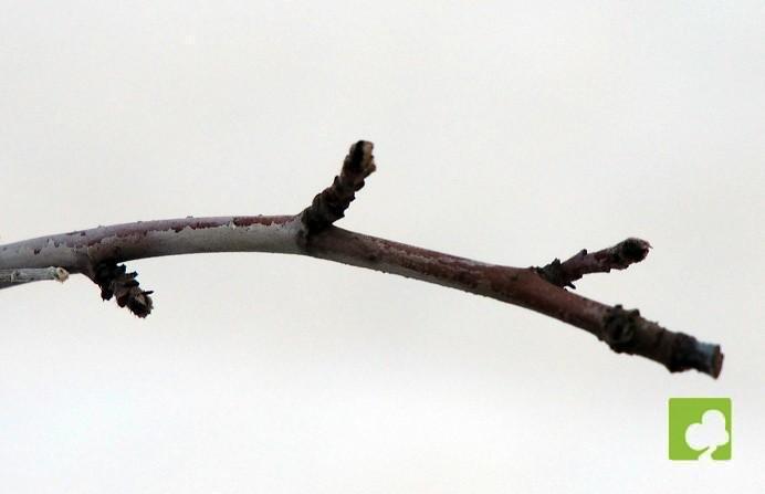 PREBONSAI PSEUDOCYNONIA SINESIS PREBONSAI PSEUDOCYNONIA SINESIS