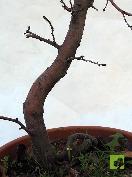 PREBONSAI PSEUDOCYNONIA SINESIS PREBONSAI PSEUDOCYNONIA SINESIS