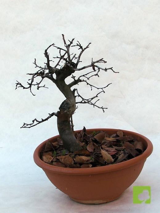 PREBONSAI PSEUDOCYNONIA SINESIS PREBONSAI PSEUDOCYNONIA SINESIS