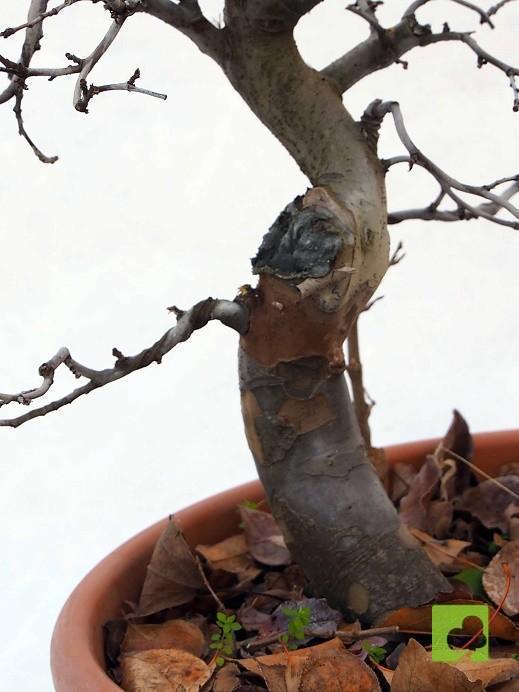 PREBONSAI PSEUDOCYNONIA SINESIS PREBONSAI PSEUDOCYNONIA SINESIS
