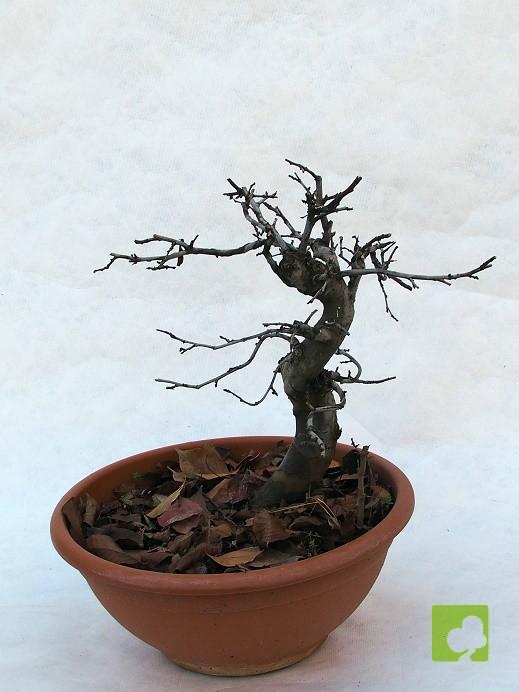 PREBONSAI PSEUDOCYNONIA SINESIS PREBONSAI PSEUDOCYNONIA SINESIS