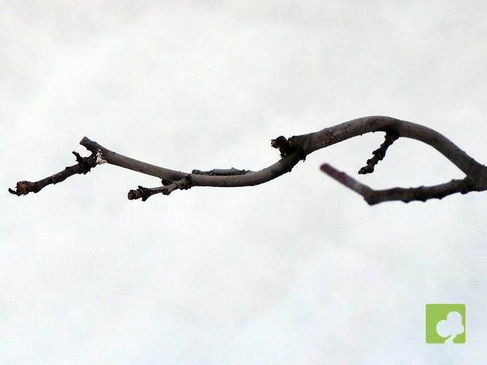 PREBONSAI PSEUDOCYNONIA SINESIS PREBONSAI PSEUDOCYNONIA SINESIS