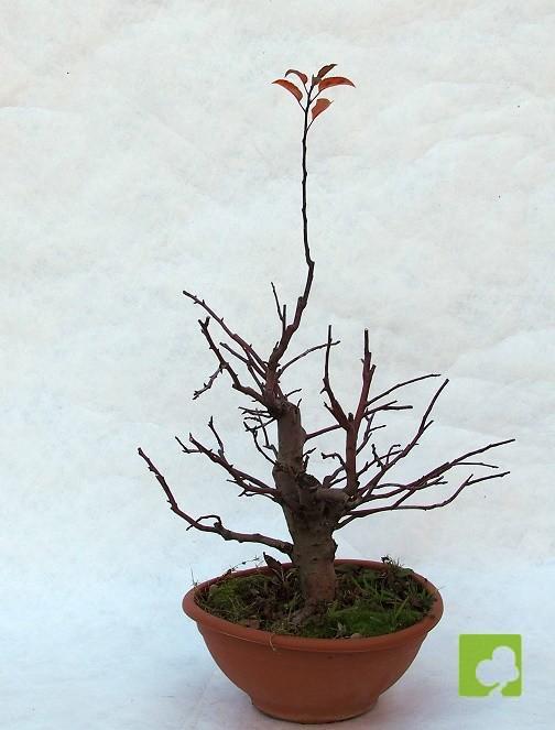 PREBONSAI MALUS SIEBOLDII PREBONSAI MALUS SIEBOLDII