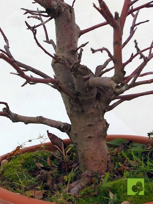 PREBONSAI MALUS SIEBOLDII PREBONSAI MALUS SIEBOLDII