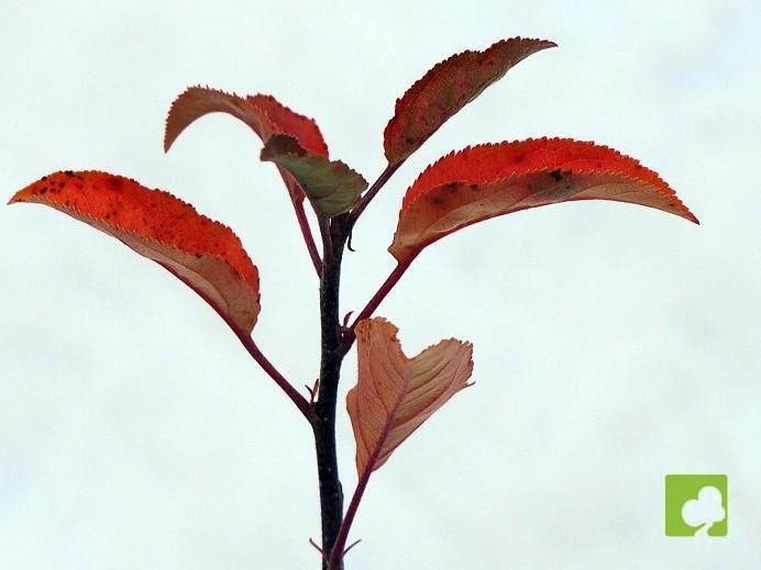 PREBONSAI MALUS SIEBOLDII PREBONSAI MALUS SIEBOLDII