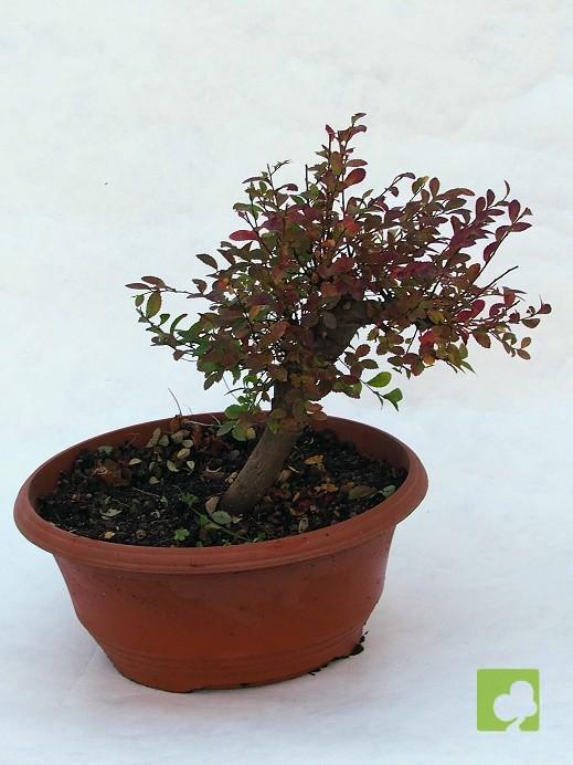PREBONSAI OLMO PARVIFLORA PREBONSAI OLMO PARVIFLORA
