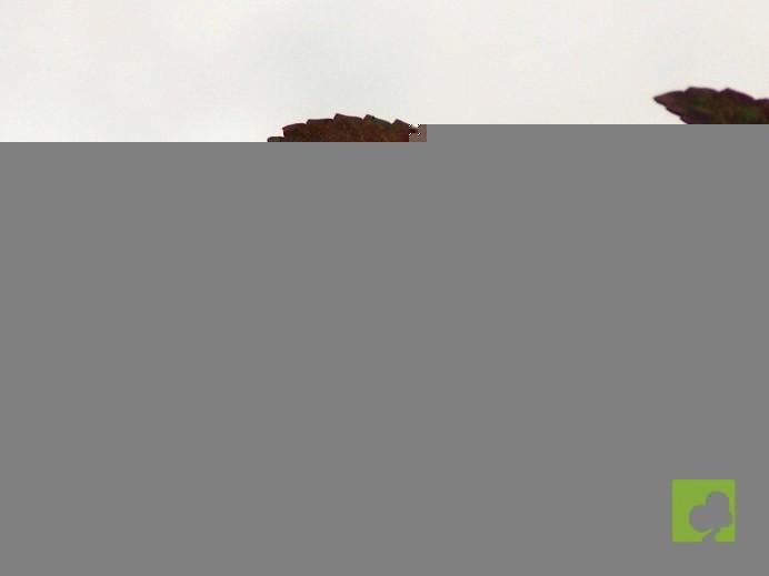 PREBONSAI OLMO PARVIFLORA PREBONSAI OLMO PARVIFLORA